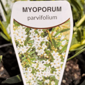 MYOPORUM parvifolium Varieties