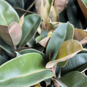 FICUS elastica 'Robusta'