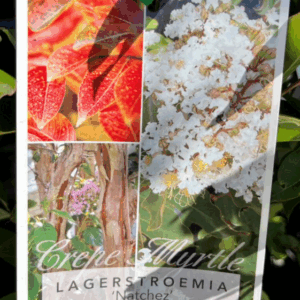 LAGERSTROEMIA 'Natchez' (Crepe Myrtle)