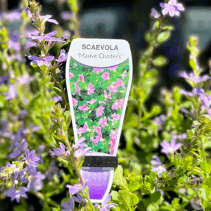 SCAEVOLA aemula 'Mauve Clusters'