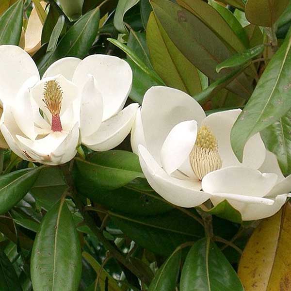 Magnolia's