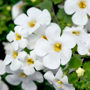 Perennials & Potted Colour