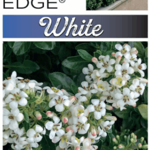 ESCALLONIA White 'HEDGE WITH AN EDGE'®