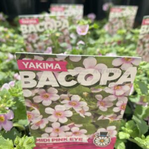 Bacopa 'Pink'