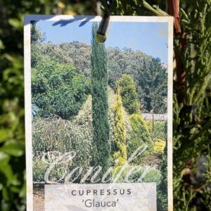 CUPRESSUS sempervirens 'Glauca' (Pencil Pine)