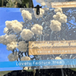 CORYMBIA eximia nana (Yellow Bloodwood)