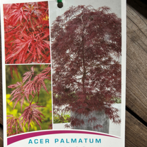 ACER palmatum 'Inaba Shidare'