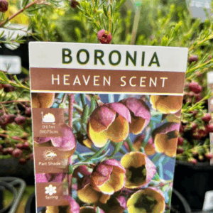 BORONIA 'Heaven Scent'