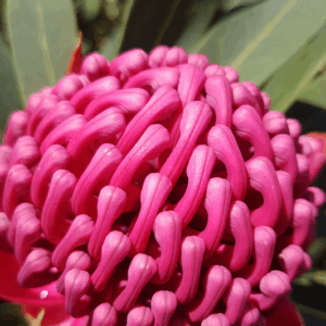 TELOPEA Varieties