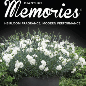 DIANTHUS 'Memories'