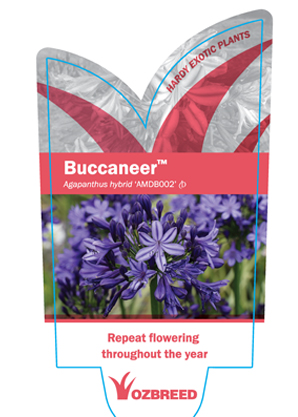 Agapanthus BUCCANEER™ PBR