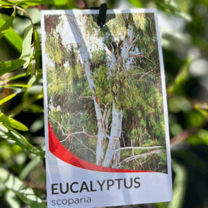 EUCALYPTUS scoparia (Wallangarra White Gum)