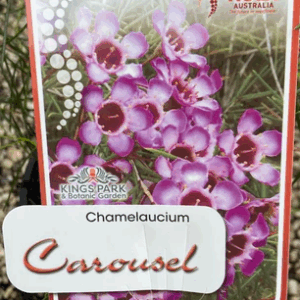 Chamelacium carousel