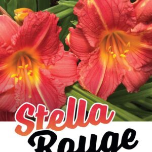 HEMEROCALLIS 'Stella Rouge' (Daylily)