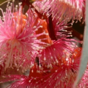EUCALYPTUS torquata (Woodwardi Torwood)