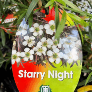 LEPTOSPERMUM 'Starry Night'