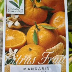 CITRUS Mandarin 'Imperial'