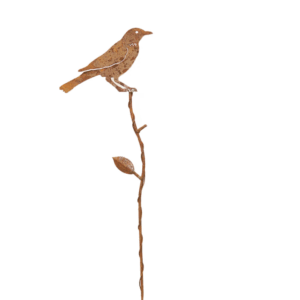 Branch merican Robin