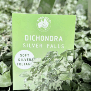 DICHONDRA Varieties