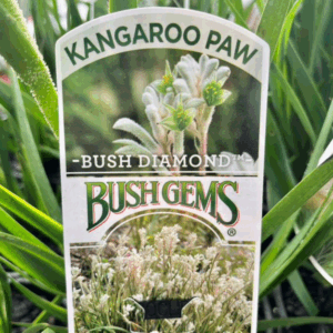 ANIGOZANTHOS ‘Bush Diamond’ (Kangaroo Paw)