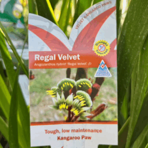 ANIGOZANTHOS 'Regal Velvet' (Kangaroo Paw)