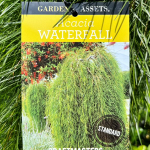 ACACIA cognata 'Waterfall'