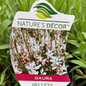GAURA 'Elite Series'