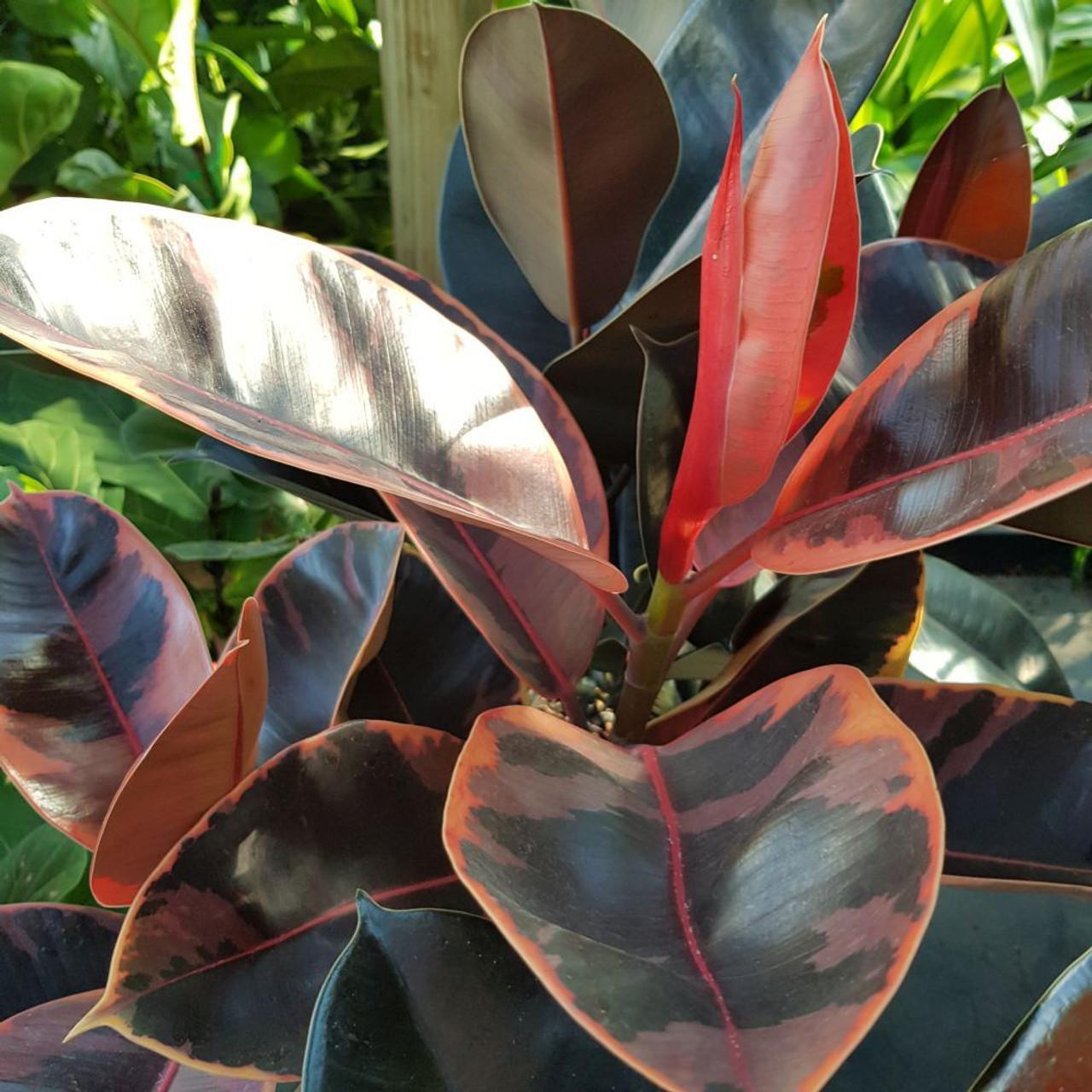 FICUS elastica 'Ruby'
