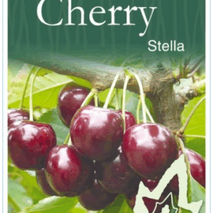 CHERRY 'Stella'