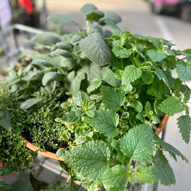 HERB BOWL Mixed