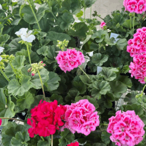 GERANIUMS
