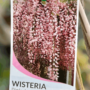 WISTERIA floribunda 'Rosea' (Pink Japanese)