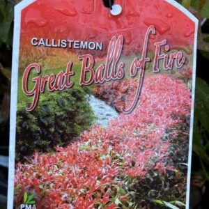 CALLISTEMON salignus 'Great Balls of Fire'