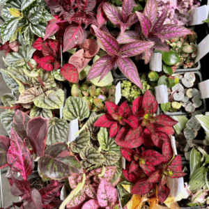 INDOOR (Mixed Indoors & Ferns) - Image 3