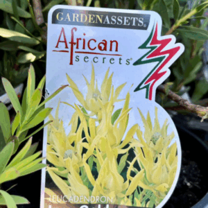 LEUCADENDRON 'Inca Gold'