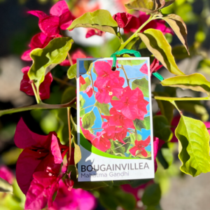 BOUGAINVILLEA glabra 'Mahatma Ghandi'