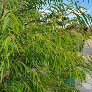 AGONIS flexuosa 'Lemon & Lime'