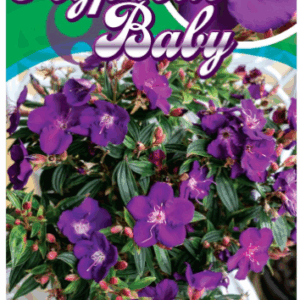 TIBOUCHINA ‘Hypnotic Baby’