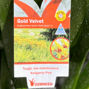 ANIGOZANTHOS 'Gold Velvet'