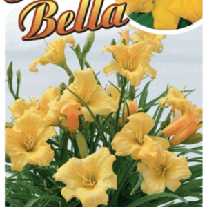 HEMEROCALLIS 'Stella Bella' (Daylily)