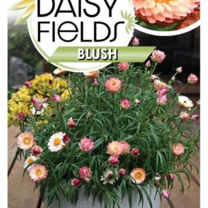 BRACTEANTHA 'Daisy Fields Blush'