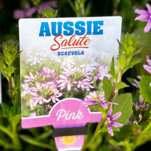 SCAEVOLA aemula 'Aussie Salute Pink'