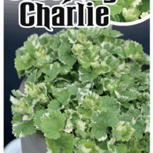 GLECHOMA 'Creeping Charlie'