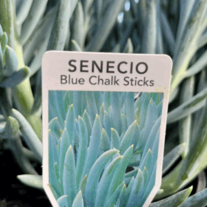 SENECIO serpens 'Blue Chalk Sticks'