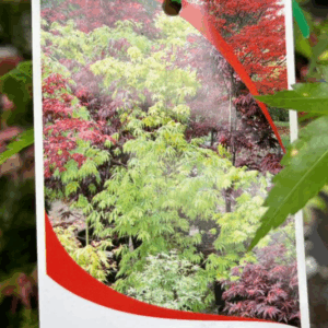 ACER palmatum 'Japanese Maple'