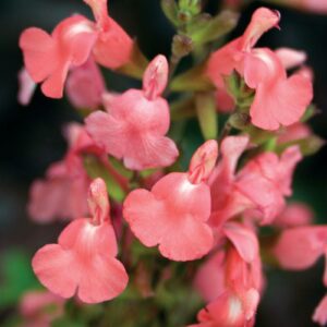 SALVIA 'Heatwave Blast'