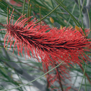 Hakea bucculenta 'Red Pokers' (Grafted)