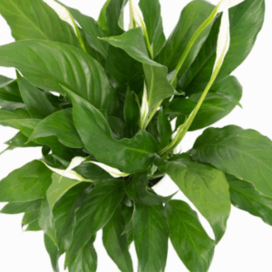 SPATHIPHYLLUM 'Sweet Benito'