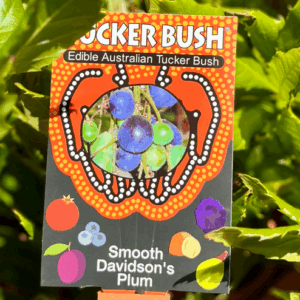 TUCKER BUSH 'Smooth Davidson's Plum'