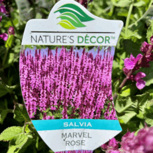 SALVIA 'Rose Marvel'